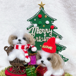 ⭐︎クリスマス　シーズー　羊毛フェルト⭐︎
