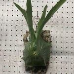 ビカクシダ　グランデ