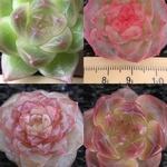 お買い得　レア　多肉植物　エケベリア　3-４cm  4点　セット販売
