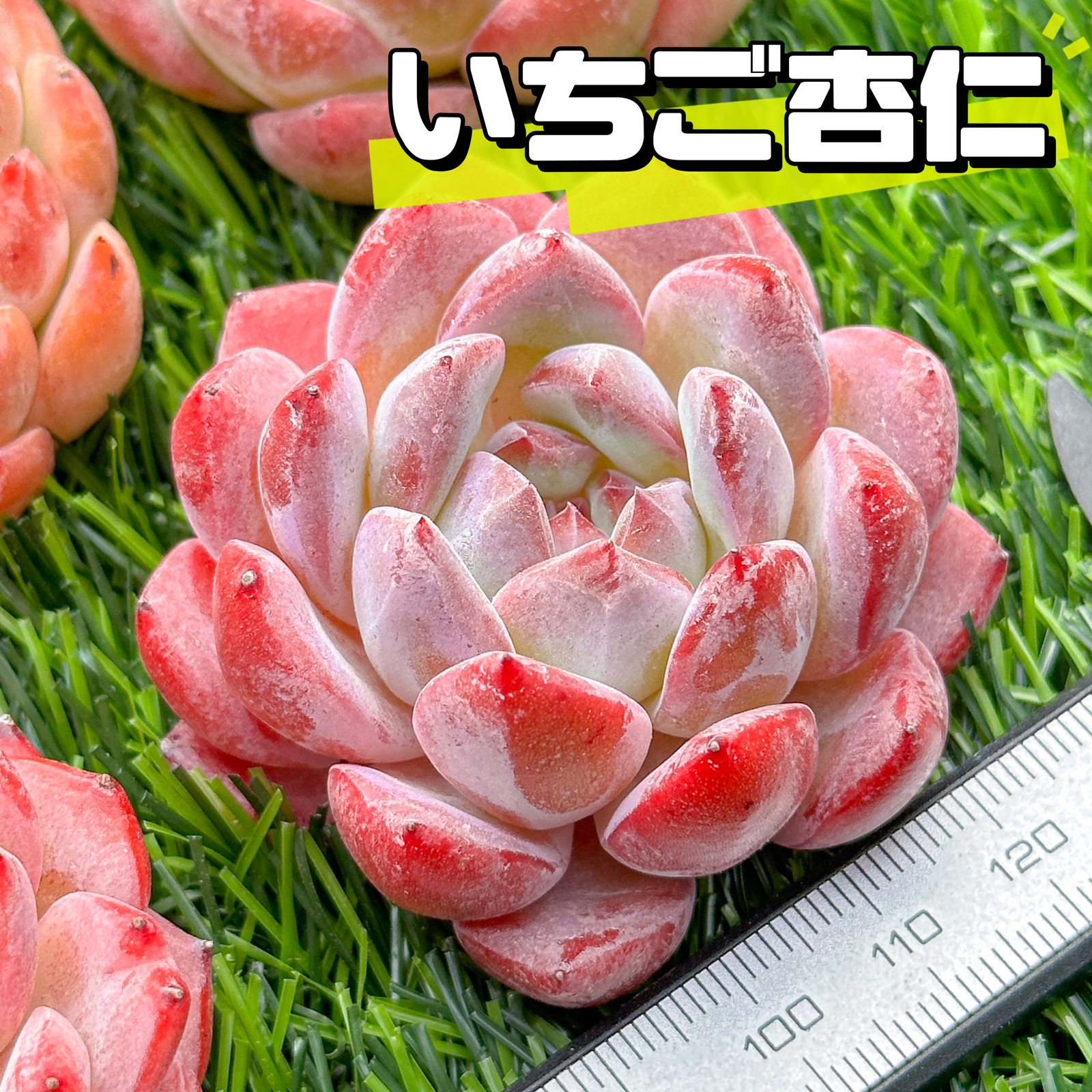 新入荷 多肉植物 エケベリア いちご杏仁 超美苗 レア種 - 木水園