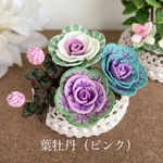 花壇で楽しむ 葉牡丹（ピンク）ハボタン