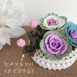 花壇で楽しむヒメツルソバ（ポリゴナム）