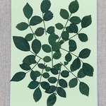 NO.887N薔薇の葉っぱ 大／押し花素材
