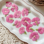 ◆【押し花素材】ナデシコ　ピンク