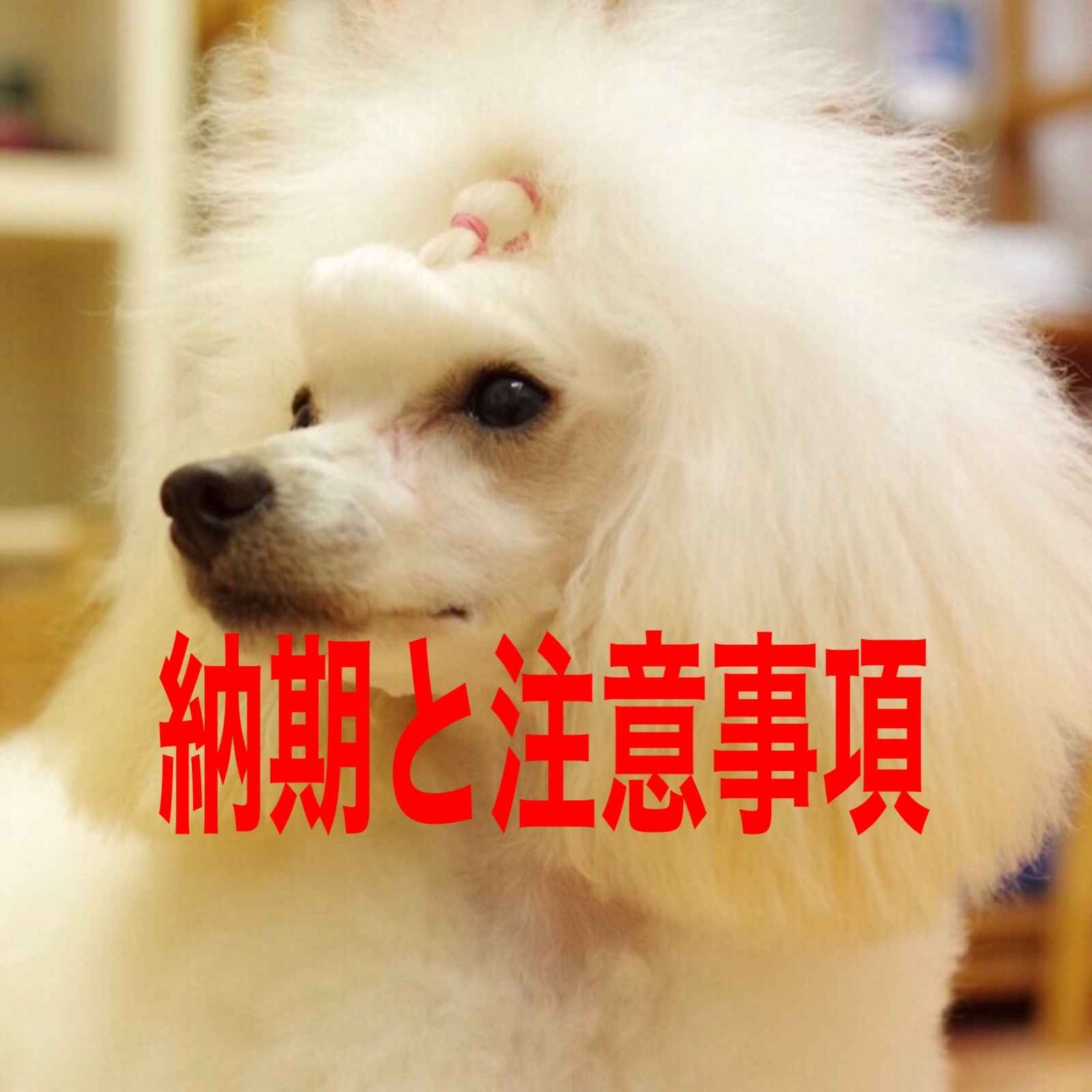 犬服 刺繍レースのスモック オーダー - mon chéri…dog | minne