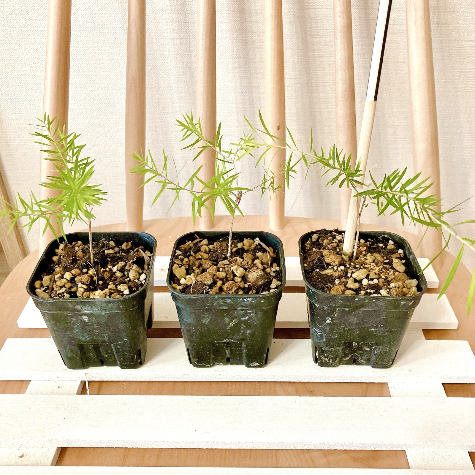 ウォールムバンクシア アエムラ 鉢植え ワイルドフラワー