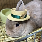 わたぼうとのんたん様