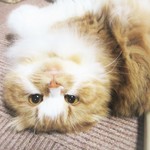 ★★バスタオル様専用ページ★★他の方ご購入お控え下さいませ