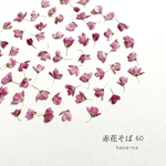 🌸赤花そば　ヘッド60個 ＊ 押し花