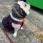 ⭐︎くしゅくしゅスヌード⭐︎   犬用