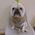 オーダー犬服 たまねぎ ルーズネックタンクトップ