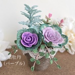 寄せ植えを楽しむ 葉牡丹（パープル）ハボタン