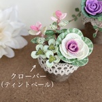 寄せ植えを楽しむ クローバー（ティントベール）