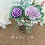 寄せ植えを楽しむ テイカカズラ