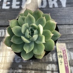 梅子　ミックスベリア　多肉植物　エケベリア