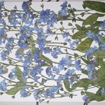 押し花商品【ワスレナグサ】