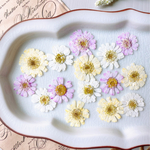 【押し花素材】マトリカリア　ダブルラテ　暖色ミックス　着色