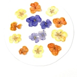 押し花素材　材料　180