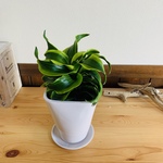 【希少】 観葉植物　おしゃれ　ドラセナ　トルネード斑入り　　スクエアロング陶器鉢　受け皿付き　5号　引っ越し　ギフト