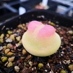 多肉植物　コノフィツム　ラツム　1cm以上　抜き苗　1株