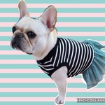 ♡春ですボーダーチュチュワンピース♪黒グリーンミントブラック中型犬小型犬フレブル服パグ服マックブヒマクドナルドフレンチブルドッグ中型犬小型犬ボストンテリアメッシュ