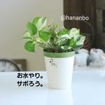 おサボりポトス　ミエルノ