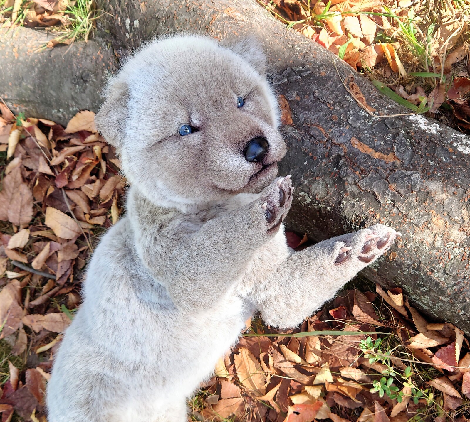 ぬいぐるみ✽アートドール✽手足可動✽子豚のぶぶちゃん✽特大サイズ ぬいぐるみ 生後20日 仔狼 オオカミ 赤ちゃん wolf 布製