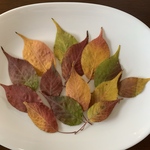 [押し花素材]  紅葉した桜の葉