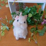 見つめる花うさぎ(ネザーランド・ベージュ)