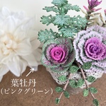 寄せ植えを楽しむ 葉牡丹（グリーンピンク）ハボタン