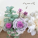 寄せ植えを楽しむ へーべ（ハートブレイカー）