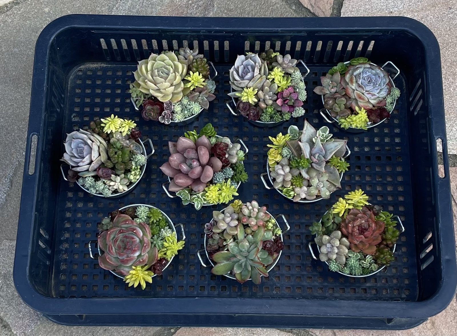多肉植物 寄せ植え そのまま飾れる( 'ч' ☆)ブリキ鍋韓国苗入り