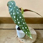 観葉植物　木立性ベゴニア　マクラータ