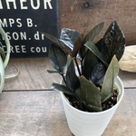 ザミオクルカス♡レイヴン♡ 超希少♡黒い観葉植物♡