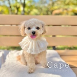 2段シフォンのふわふわケープ（つけ襟、ケープ、犬、猫、うさぎ、誕生日、記念日）クリスマス