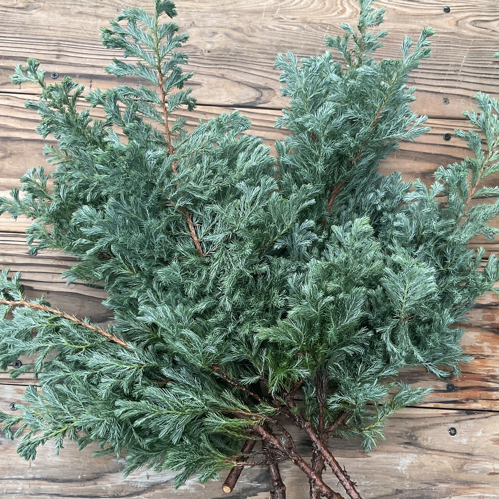 ユーカリ ベルガムナッツ ドライ - Flower artisanあとりえkei | minne