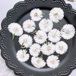 ◆【押し花素材】孔雀アスター　八重　ホワイト