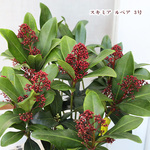 🌷花苗 スキミア ルブラ 3号(9cm) 常緑低木 赤い蕾 白い花 毎年咲く 高級感
