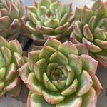 ブルードラゴンhyb　カット苗1ヶ＊多肉植物