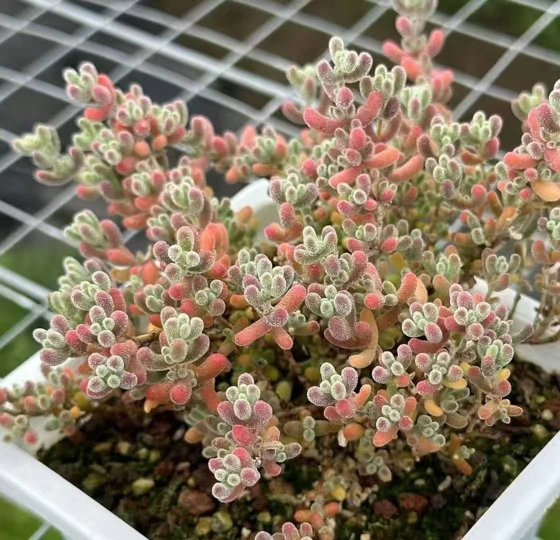レア　多肉植物　ドロサンテマ 超キラキラ Purple flash 抜き苗１株 新入荷 多肉植物 ドロサンテマ キラキラ 莱斯 抜き苗 1株 多肉