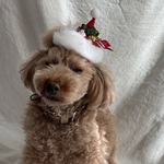 ふわふわミニミニクリスマスサンタ帽子🤶