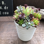 白鉢♡セダム寄せ植え♡多肉植物♡紅葉♡ガーデニング