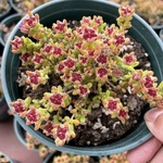 多肉植物　ドロサンテマム　レッドダイヤモンド　抜き苗　1株