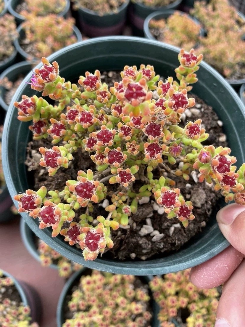 新入荷 多肉植物 ドロサンテマム キラキラ もみじ 抜き苗 1株 - 愛多肉