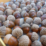 【2025年製】帽子付きどんぐり（アベマキ極小）　30個