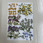 押し花素材　小花ミックス