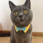 おめかし猫さんのための＊付け襟首輪『みずたまレトロ 黄』