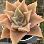 多肉植物　マディバ