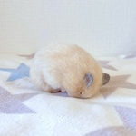 ごめん寝ポーズのキンクマさん