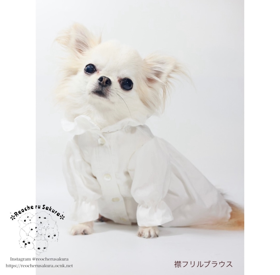 ホワイトシャツブラウス 犬服 わんこ服 サイズオーダーメイド